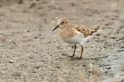 TEMMINCKS STRANDLOPER - Calidris temminckii - TEMMINCK'S STINT