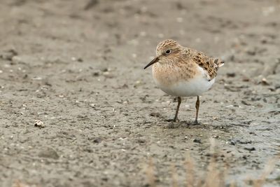 TEMMINCKS STRANDLOPER - Calidris temminckii - TEMMINCK'S STINT