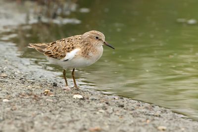 TEMMINCKS STRANDLOPER - Calidris temminckii - TEMMINCK'S STINT