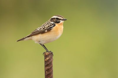 PAAPJE - Saxicola rubetra - WHINCHAT