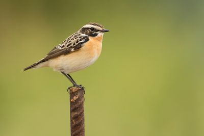 PAAPJE - Saxicola rubetra - WHINCHAT