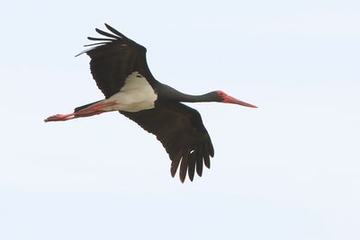 ZWARTE OOIEVAAR - Ciconia nigra - BLACK STORK