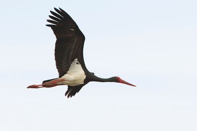 ZWARTE OOIEVAAR - Ciconia nigra - BLACK STORK