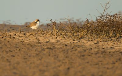 STRANDPLEVIER - Charadrius alexandrinus - KENTISH PLOVER