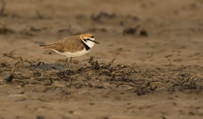 STRANDPLEVIER - Charadrius alexandrinus - KENTISH PLOVER