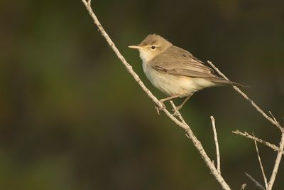 OOSTELIJKE VALE SPOTVOGEL - Iduna pallida - EASTERN OLIVACEOUS WARBLER