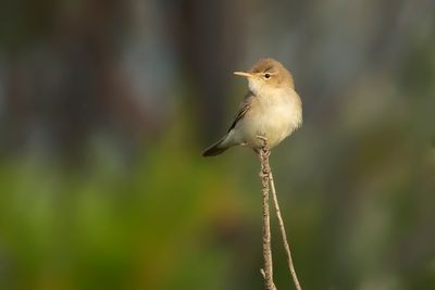 OOSTELIJKE VALE SPOTVOGEL - Iduna pallida - EASTERN OLIVACEOUS WARBLER