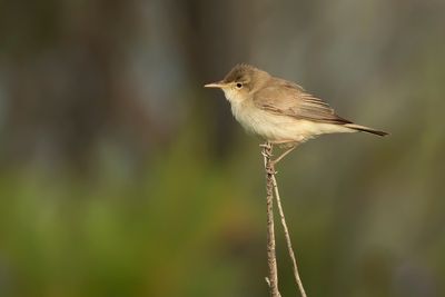 OOSTELIJKE VALE SPOTVOGEL - Iduna pallida - EASTERN OLIVACEOUS WARBLER