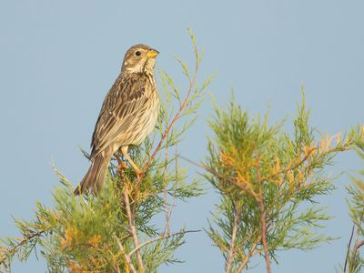 GRAUWE GORS - Emberiza calandra - CORN BUNTING