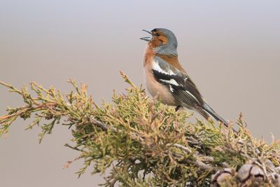 VINK - Fringilla coelebs - COMMON CHAFFINCH