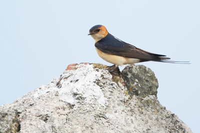 ROODSTUITZWALUW - Cecropis daurica - RED-RUMPED SWALLOW