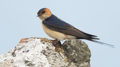 ROODSTUITZWALUW - Cecropis daurica - RED-RUMPED SWALLOW