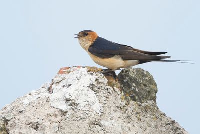 ROODSTUITZWALUW - Cecropis daurica - RED-RUMPED SWALLOW