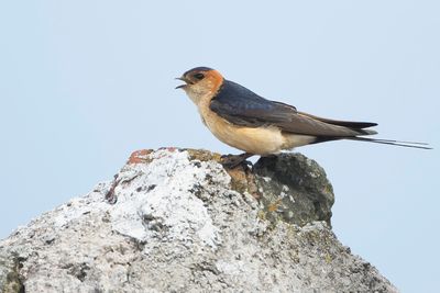 ROODSTUITZWALUW - Cecropis daurica - RED-RUMPED SWALLOW