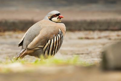 AZIATISCHE STEENPATRIJS - Alectoris chukar - CHUKAR PARTRIDGE