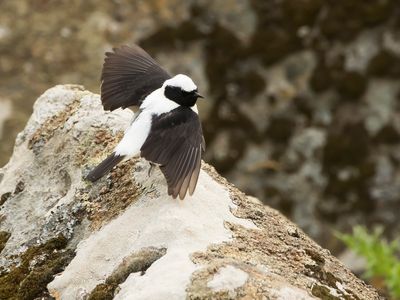 OOSTELIJKE BLONDE TAPUIT - Oenanthe melanoleuca - EASTERN BLACK-EARED WHEATEAR