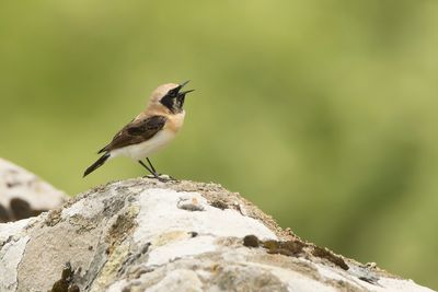 OOSTELIJKE BLONDE TAPUIT - Oenanthe melanoleuca - EASTERN BLACK-EARED WHEATEAR