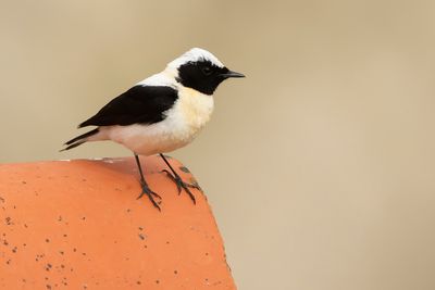 OOSTELIJKE BLONDE TAPUIT - Oenanthe melanoleuca - EASTERN BLACK-EARED WHEATEAR