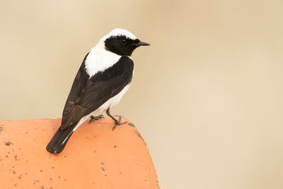 OOSTELIJKE BLONDE TAPUIT - Oenanthe melanoleuca - EASTERN BLACK-EARED WHEATEAR