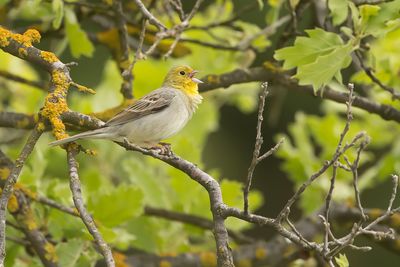 SMYRNA GORS - Emberiza cineracea - CINEREOUS BUNTING