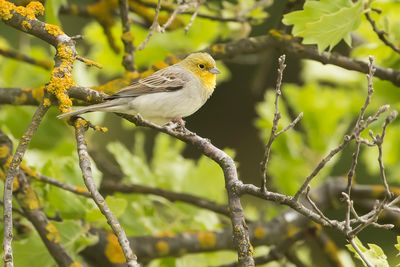 SMYRNA GORS - Emberiza cineracea - CINEREOUS BUNTING