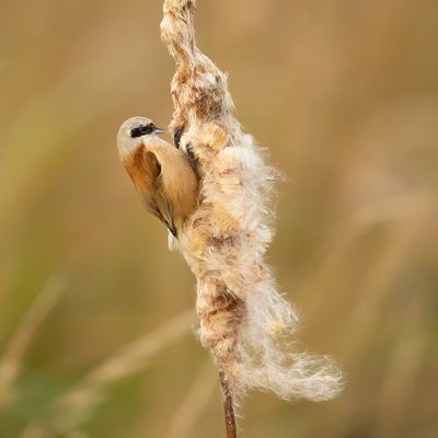 BUIDELMEES - Remiz pendulinus - PENDULINE TIT