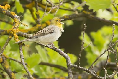 SMYRNA GORS - Emberiza cineracea - CINEREOUS BUNTING