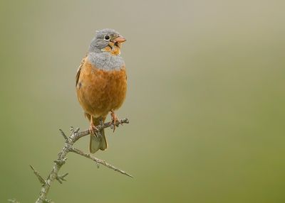 BRUINKEELORTOLAAN - Emberiza caesia - CRETZSCHMAR'S BUNTING