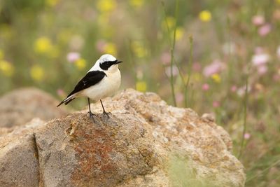 OOSTELIJKE BLONDE TAPUIT - Oenanthe melanoleuca - EASTERN BLACK-EARED WHEATEAR