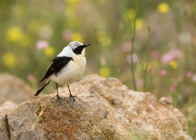 OOSTELIJKE BLONDE TAPUIT - Oenanthe melanoleuca - EASTERN BLACK-EARED WHEATEAR