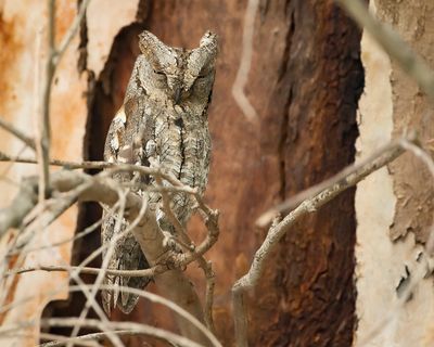 DWERGOORUIL - Otus scops - EURASIAN SCOPS OWL