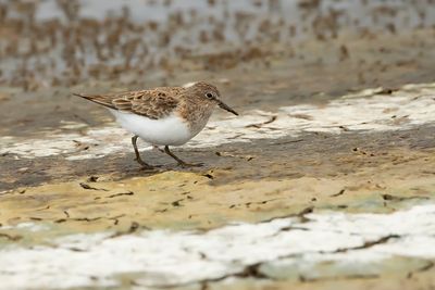 TEMMINCKS STRANDLOPER - Calidris temminckii - TEMMINCK'S STINT