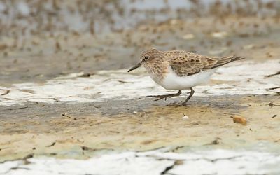 TEMMINCKS STRANDLOPER - Calidris temminckii - TEMMINCK'S STINT