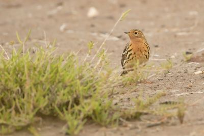 ROODKEELPIEPER - Anthus cervinus - RED-THROATED PIPIT