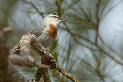 TURKSE BOOMKLEVER - Sitta krueperi - KRÜPER'S NUTHATCH