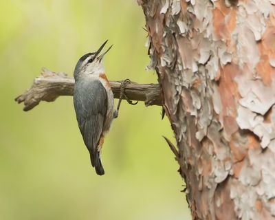 TURKSE BOOMKLEVER - Sitta krueperi - KRÜPER'S NUTHATCH