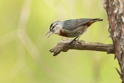 TURKSE BOOMKLEVER - Sitta krueperi - KRÜPER'S NUTHATCH