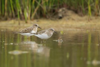 TEMMINCKS STRANDLOPER - Calidris temminckii - TEMMINCK'S STINT