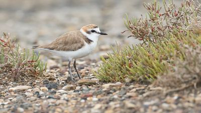 STRANDPLEVIER - Charadrius alexandrinus - KENTISH PLOVER