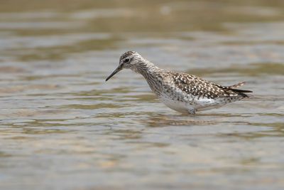 BOSRUITER - Tringa glareola - WOOD SANDPIPER