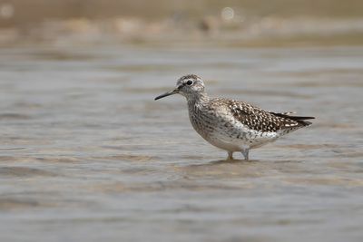 BOSRUITER - Tringa glareola - WOOD SANDPIPER