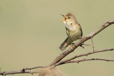 BOSRIETZANGER - Acrocephalus palustris - MARSH WARBLER