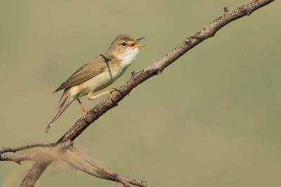 BOSRIETZANGER - Acrocephalus palustris - MARSH WARBLER