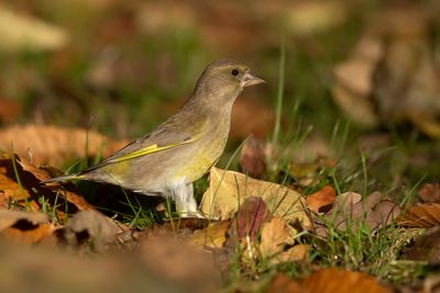 GROENLING - Chloris chloris - EUROPEAN GREENFINCH