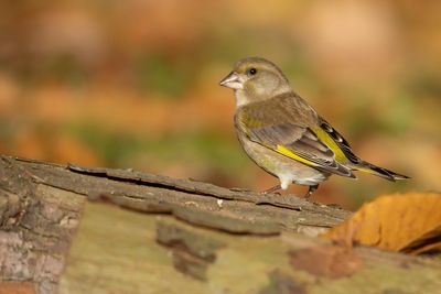 GROENLING - Chloris chloris - EUROPEAN GREENFINCH