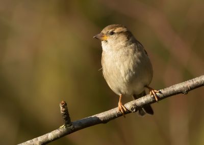 HUISMUS - Passer domesticus - HOUSE SPARROW