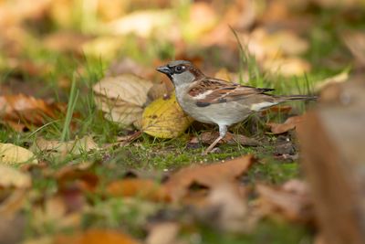 HUISMUS - Passer domesticus - HOUSE SPARROW