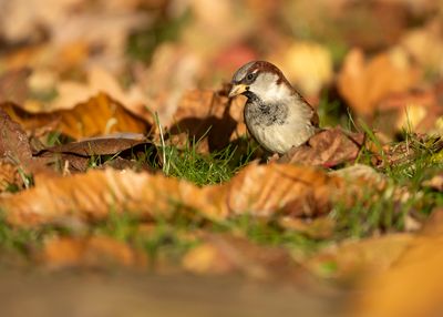 HUISMUS - Passer domesticus - HOUSE SPARROW