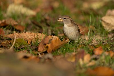 HUISMUS - Passer domesticus - HOUSE SPARROW