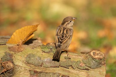 HUISMUS - Passer domesticus - HOUSE SPARROW